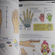 How to Draw Practical Poses of the Hands 