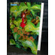 The Borrower Arrietty Piano Score 
